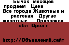 Бычок 6месяцев продаем › Цена ­ 20 000 - Все города Животные и растения » Другие животные   . Орловская обл.,Орел г.